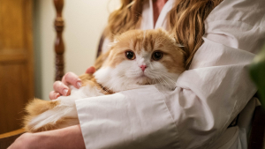 Illustration : "Un homme jaloux de la relation entre son épouse et son chat prend une décision radicale pour les séparer"