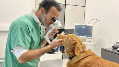 Illustration : "Laurent Bouhanna, le docteur qui révolutionne la médecine vétérinaire avec Ophtavet, une clinique spécialisée dans l’ophtalmologie pour animaux"