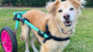 Illustration : "Ayant perdu l’usage de ses pattes arrière, cette chienne a retrouvé sa mobilité et sa bonne humeur grâce à un fauteuil roulant (vidéo)"
