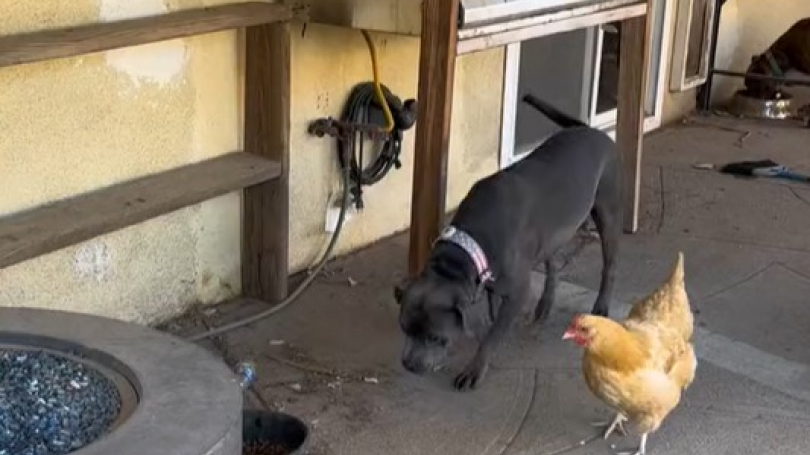 Illustration : La drôle d’amitié entre un Pitbull et une poule fait sourire les internautes