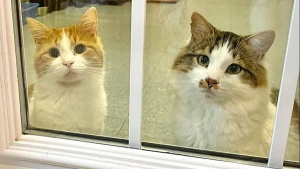 Illustration : "Passant inaperçus au refuge, ces 2 chats timides attendaient un foyer depuis des mois"