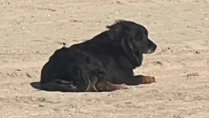 Illustration : "Têtu, ce chien retrouvé sur une plage après plusieurs semaines de recherches ne réagit qu’à un seul bruit connu"