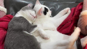 Illustration : "Inséparables, ces 2 petites chattes traversent les épreuves ensemble et espèrent trouver un foyer commun"