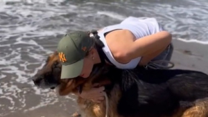 Illustration : "Une bienfaitrice embellit le triste quotidien d’un chien âgé en l’emmenant passer une journée magique à la plage (vidéo)"
