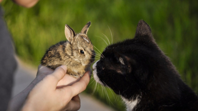 Illustration : La bienveillance de cette chatte envers un bébé lapin suscite l’émotion des réseaux sociaux (vidéo)
