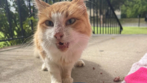 Illustration : "Après une vie passée dans la rue, ce chat a sonné à la bonne porte et a obtenu l’aide qu’il méritait (vidéo)"