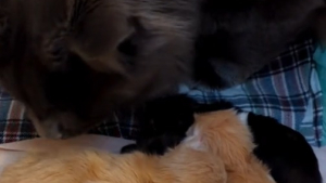 Illustration : "Ce chat est extrêmement attentionné envers ses chatons et la mère de ceux-ci (vidéo)"