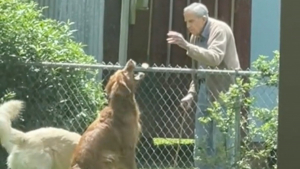 Illustration : "L’émouvante relation entre un homme âgé et les 2 Golden Retrievers de ses voisins bouleverse Internet (vidéo)"