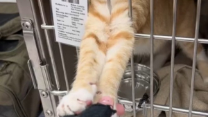 Illustration : "Un chat de refuge en demande d’attention tend les pattes à ceux qui passent devant sa cage (vidéo)"