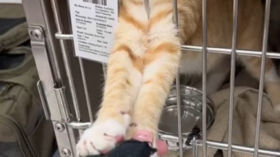 Illustration : "Un chat de refuge en demande d’attention tend les pattes à ceux qui passent devant sa cage (vidéo)"