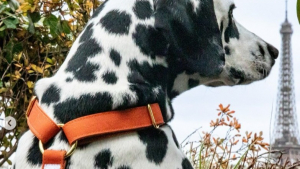 Illustration : "Des colliers aux paniers, une gamme d'accessoires haut-de-gamme pour chien signée Brach Paris et French Bandit"