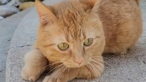 Illustration : "Handicapée par une maladie héréditaire, cette petite chatte réalise un exploit pour s’offrir une sieste au soleil (vidéo)"