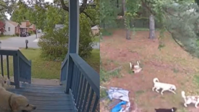 Illustration : "Un chien errant choisit sa famille en s’installant sur son porche et en s’amusant avec ses chiens dans le jardin (vidéo)"