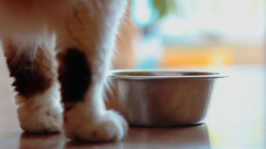 Illustration : "L’expert en technologie Catit se renouvelle avec sa première gamme d’aliments 100 % naturels pour chats "