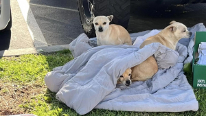 Illustration : "Abandonnés dans la rue avec une couverture et un carton pour seul abri, 3 petits chiens âgés restent unis dans l’adversité (vidéo)"