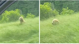 Illustration : "Caché dans les herbes sur le bord d’une autoroute, un chien en piteux état attend d’être secouru (vidéo)"
