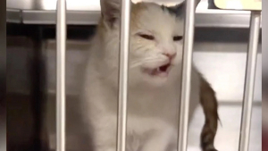 Illustration : "L’espoir renaît pour cette chatte après plusieurs mois difficiles passés au sein d’un refuge (vidéo)"