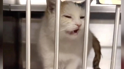 Illustration : L’espoir renaît pour cette chatte après plusieurs mois difficiles passés au sein d’un refuge (vidéo)