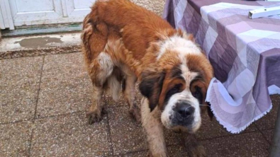 Illustration : Le combat pour la survie d'Orphée, un Saint Bernard délaissé et son incroyable rétablissement