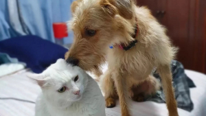 Illustration : "Entretenant une amitié hors du commun avec un chat, un jeune chien remercie son acolyte d’une tendre façon (vidéo)"