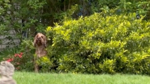 Illustration : "Pour profiter de son jardin plus longtemps, ce Cockapoo a trouvé un stratagème hilarant (vidéo)"