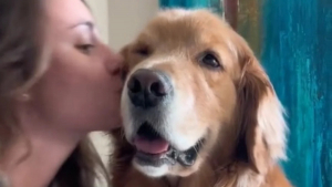 Illustration : "Découvrez comment Brady le Golden Retriever réclame des bisous à sa maîtresse de la plus mignonne des façons (vidéo)"