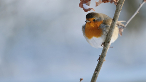 Illustration : "Prenez soin des oiseaux de votre jardin cet hiver avec les nouveaux aliments et accessoires premium de la marque Hamiform"