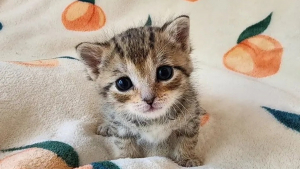 Illustration : "Abandonné au milieu d’une pelouse, un chaton en détresse a été remarqué par une habitante grâce à ses cris"