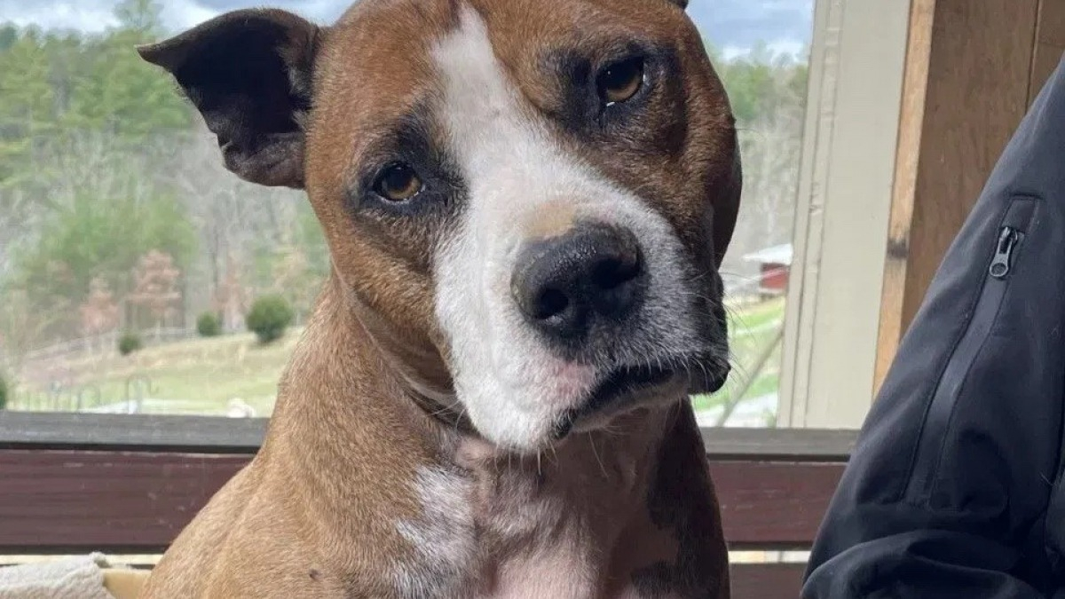 Après avoir pris soin des autres toute sa vie, ce Pitbull malade a