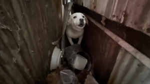 Illustration : "Une chienne effrayée et non socialisée complique un sauvetage initié par plusieurs bénévoles (vidéo) "