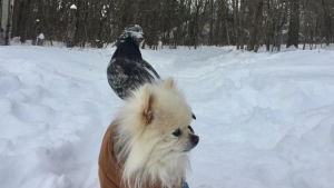 Illustration : "Une femme partage l’amitié surprenante entre son chien son pigeon (vidéo) "
