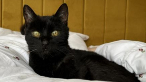 Illustration : "À 19 ans, Pepsi, une jolie chatte noire, retrouve l’espoir grâce à une directrice de refuge sous le charme"
