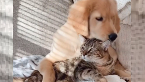 Illustration : "L’amitié durable entre un Golden Retriever et un chat du même âge a touché le cœur de nombreux internautes (vidéo)"
