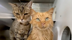 Illustration : "L’histoire de ces 2 chats séniors rapportés au refuge quelques heures après avoir été adoptés brise le cœur des internautes (vidéo)"