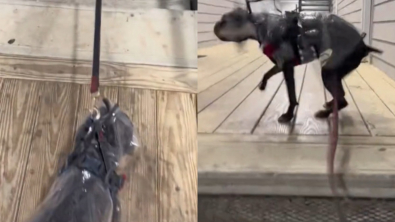 Illustration : La comédie d’une chienne qui reçoit une goutte de pluie sur la tête alors qu’elle ne voulait pas sortir (vidéo)