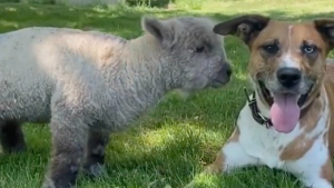 Illustration : "Découvrez comment Max, une adorable chienne, a adopté un agneau rejeté par sa maman (vidéo)"