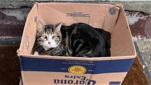 Illustration : "Retrouvé enfermé dans une boîte en carton, un chat très peureux voit l’avenir lui sourire"