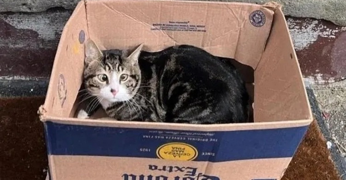 Retrouvé enfermé dans une boîte en carton, un chat très peureux voit l’avenir lui sourire