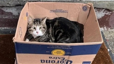 Illustration : "Retrouvé enfermé dans une boîte en carton, un chat très peureux voit l’avenir lui sourire"