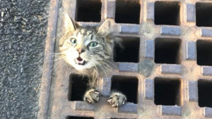 Illustration : "Coincé dans la grille d’une plaque d’égout, un chat a mobilisé tout un quartier pour s’en sortir"