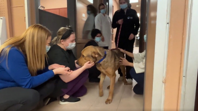 Illustration : Un chien longtemps mal aimé embrasse tous les bénévoles de son refuge réunis pour son départ (vidéo)