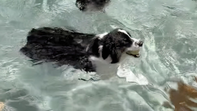 Illustration : Ce Berger Australien sans gêne s’offre du bon temps dans la piscine de ses voisins (vidéo)