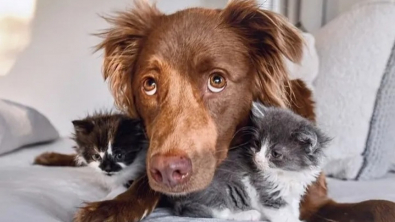Illustration : Une chatte craintive, mais pleine de résilience, laisse d'adorables chiens s’approcher de ses chatons