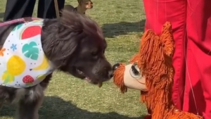 Illustration : "Nan, une chienne à la gentillesse légendaire, a suscité l'émotion de sa maîtresse en se prenant de passion pour un pantin aux allures de chien (vidéo)"