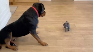 Illustration : "Lorsqu’il découvre le nouveau chiot de la famille, ce Rottweiler a une réaction très étrange (vidéo)"