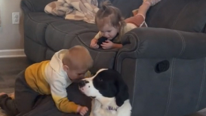 Illustration : "La joie immense d’une famille et de son chien de refuge qui partagent leurs premiers instants ensemble (vidéo)"