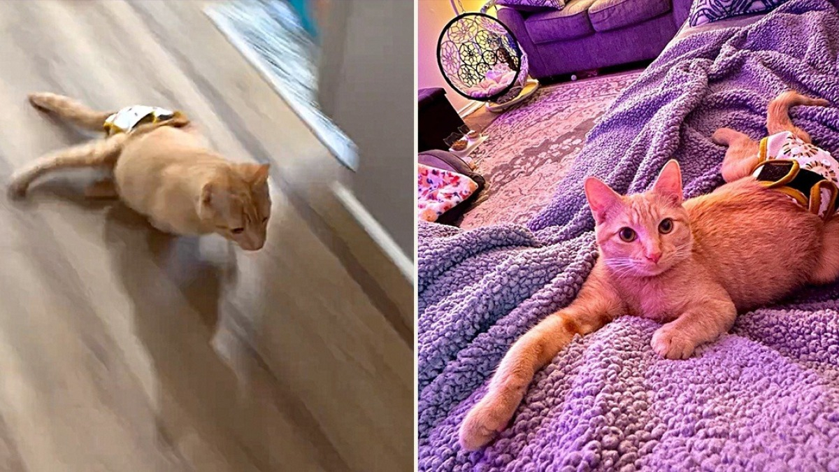 Malgré ses pattes arrière paralysées, ce chat énergique arrive toujours ...