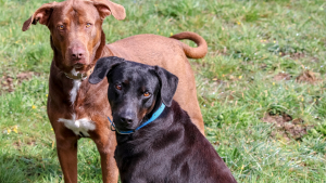 Illustration : "Un refuge refuse catégoriquement de séparer 2 chiens malgré les demandes d’adoption pour l’un et pour l’autre"