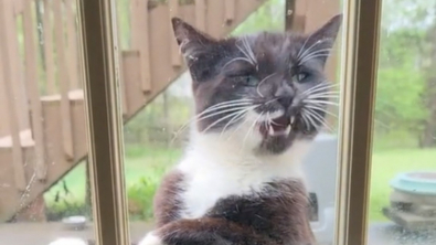 Illustration : "La posture étonnante de ce chat attendant derrière la vitre a suscité l’hilarité des internautes (vidéo)"