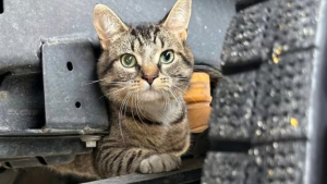 Illustration : "Caché sous le châssis d’un camion, un chat effectue un périple d’une heure avant d’être retrouvé par les employés d’une entreprise"